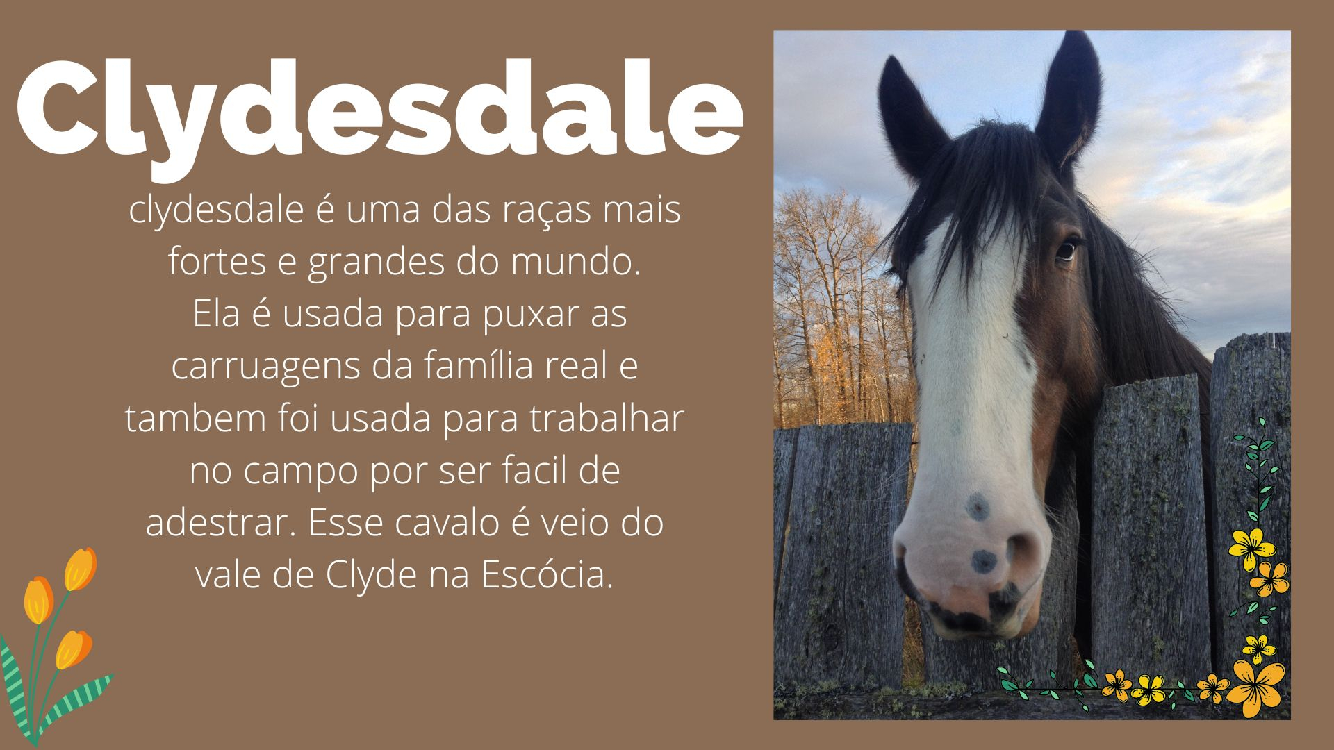 clydesdale
